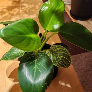 フィロデンドロン・バーキン,観葉植物,100均,葉っぱ好き,窓辺の画像