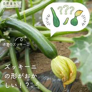 ズッキーニ,ガーデニング,植物のある暮らし,肥料,プランター栽培の画像