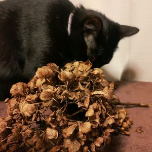 アジサイ,こぐちゃん,ドライフラワー,紫陽花 アジサイ あじさい,ディープパープルの画像