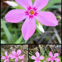 シバザクラ,ご近所さんのお花,☆携帯撮影☆,花が好き❤,お花は癒しの画像