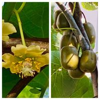 キュウイ,キウイ,お出かけ先の画像