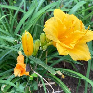 ヘメロカリス,ワスレグサ,夏のお花,都会のオアシス,屋上庭園の画像