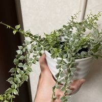 ディスキディアの画像