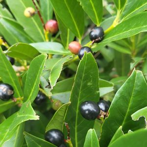 月桂樹,植栽,なつ,エントランスの画像