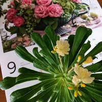レウィシアの画像