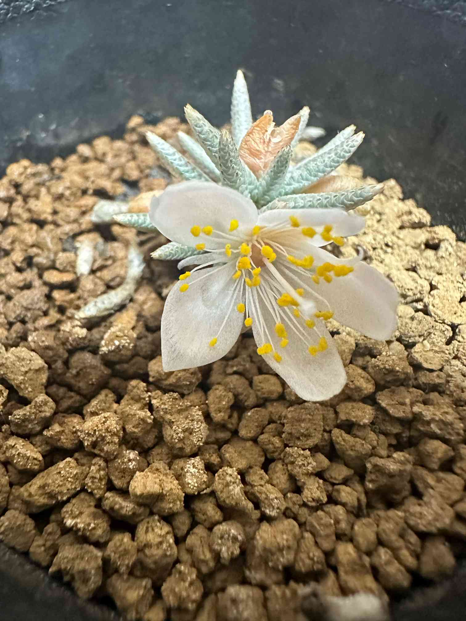 アボニア クイナリア アルストニー　白花 №783 アボニアの白花アルストニーが開花、、。。: 雲南の蘭を楽しむ