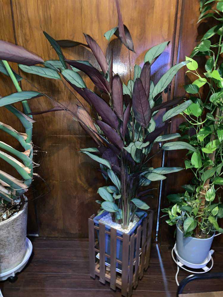 クテナンテ セトサ“グレイスター”の記録｜🍀GreenSnap（グリーンスナップ）