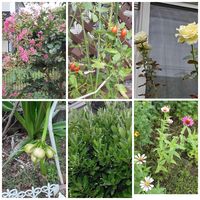 マサキ,ハマユウの実,サルスベリ,薔薇,ミニトマトの画像