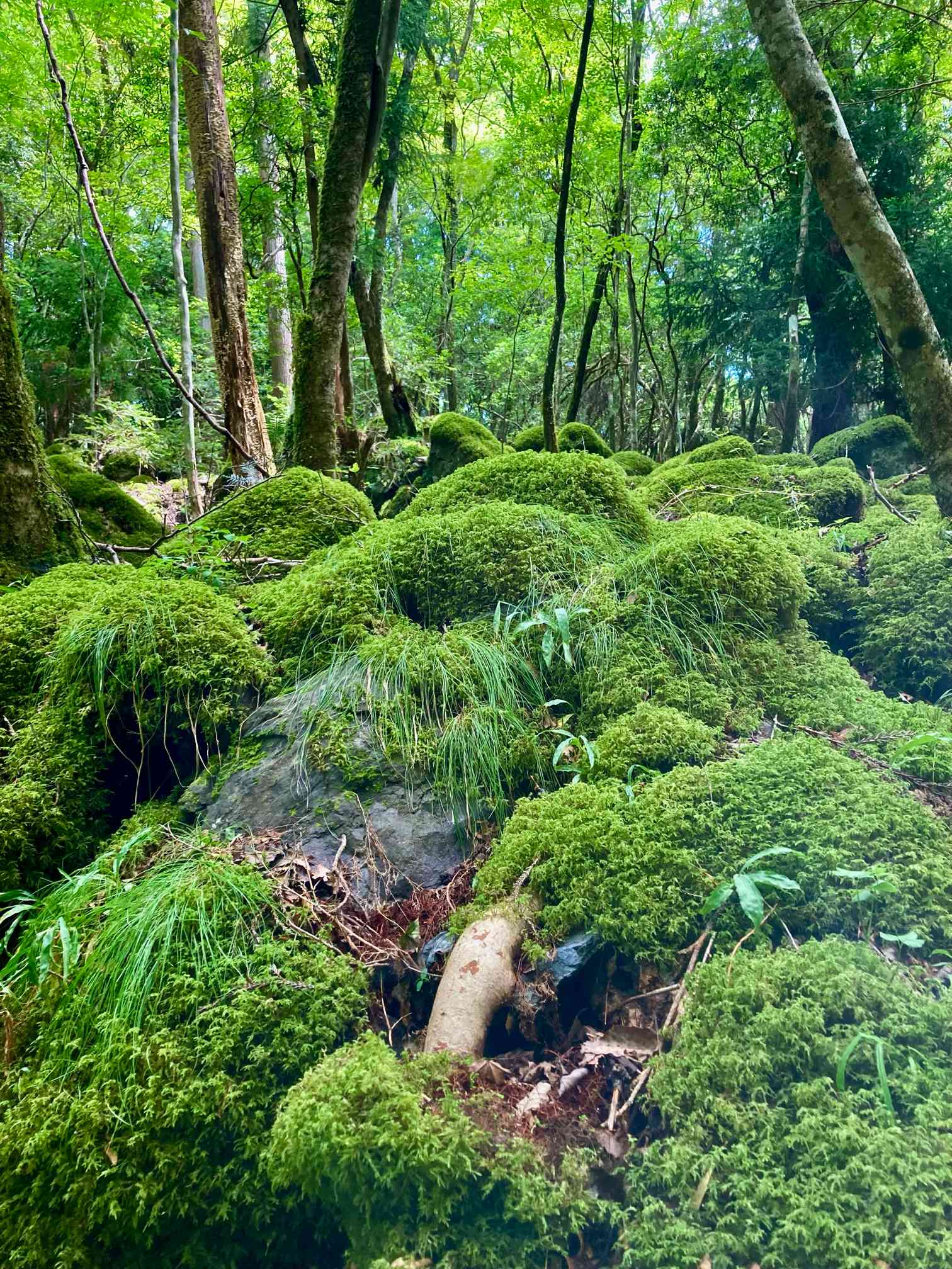 苔の森🌳｜🍀GreenSnap（グリーンスナップ）
