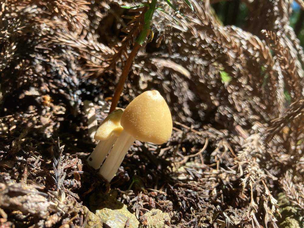 苔の森🌳｜🍀GreenSnap（グリーンスナップ）