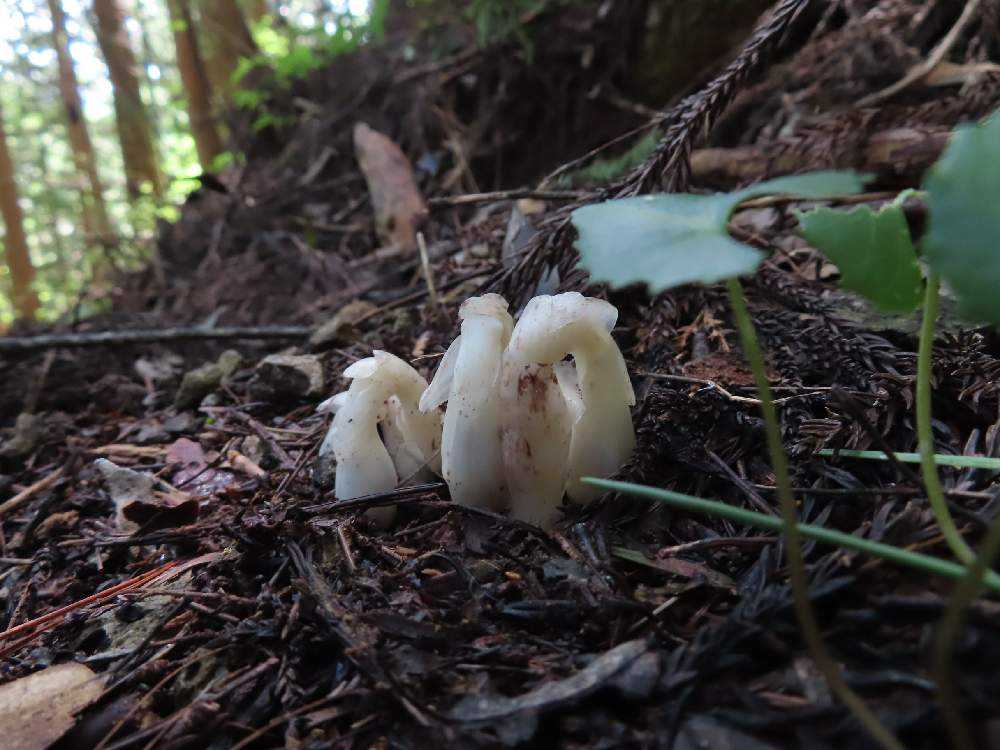 苔の森🌳｜🍀GreenSnap（グリーンスナップ）