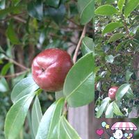 サザンカ,チームスヌーNo.20,みんな最高,ウキウキわくわく♪,Juneの会の画像
