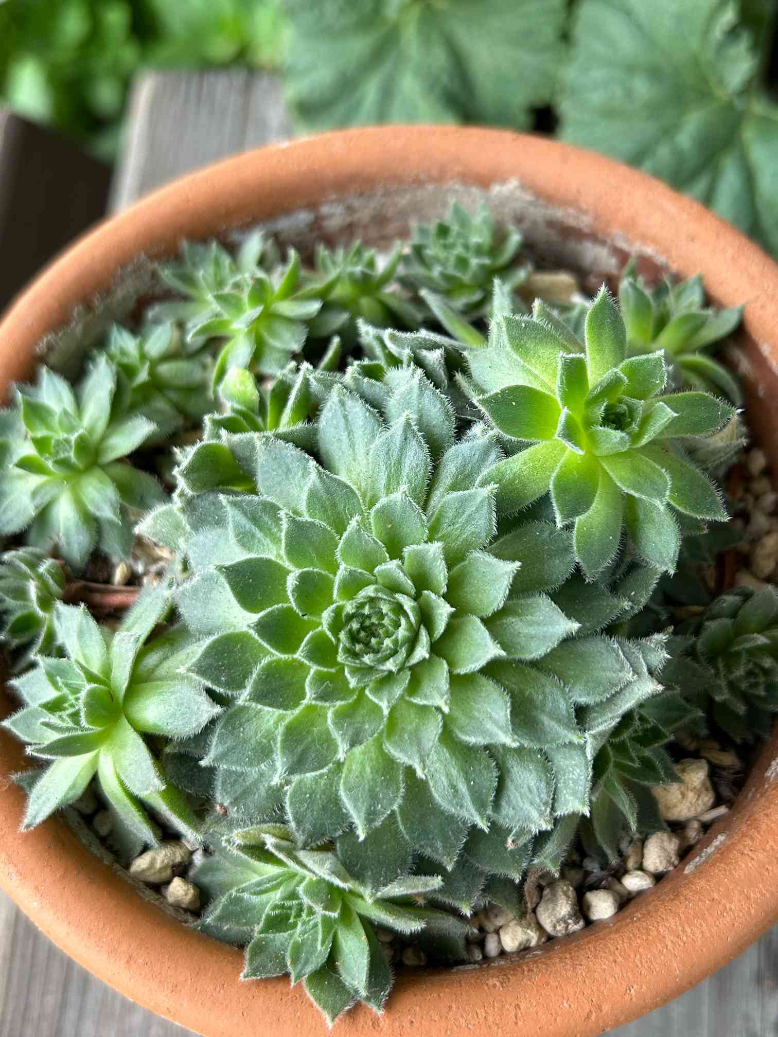 センペルビウム ストロベリーベルベットの一覧｜🍀GreenSnap（グリーン