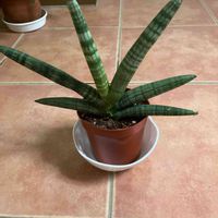ボンセレンシス,サンスベリア キリンドリカの画像