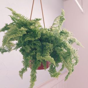 ネフロレピススコッチー,スマホ撮影,観葉植物,ハンキング,APOA 津店の画像