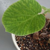 キウイの画像