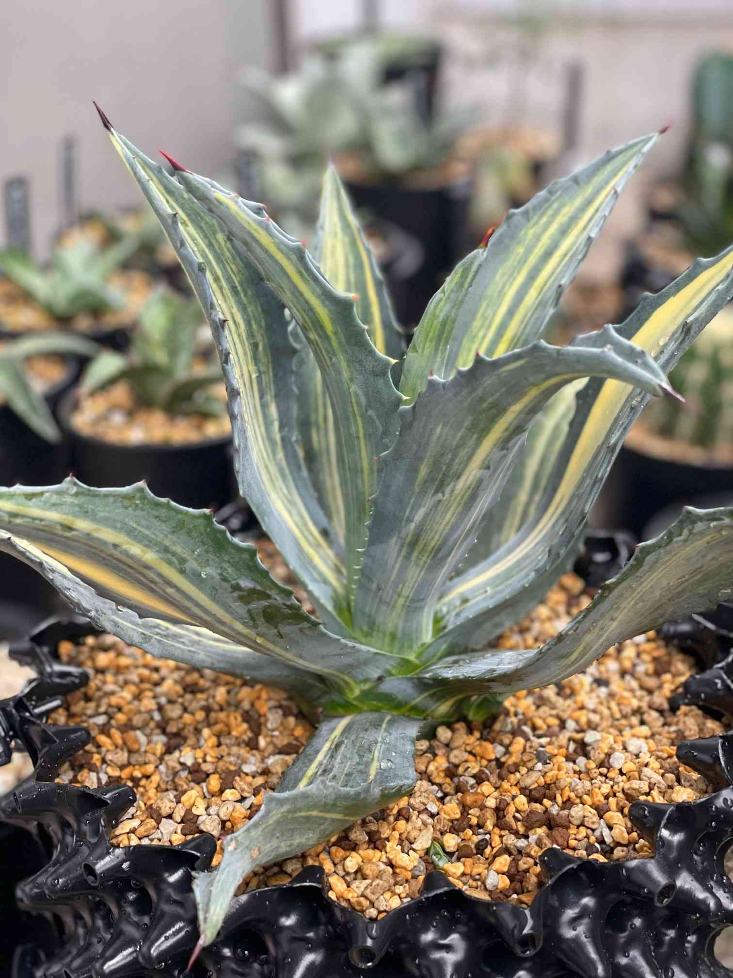 アガベ・アメリカーナ縞斑の一覧｜🍀GreenSnap（グリーンスナップ）