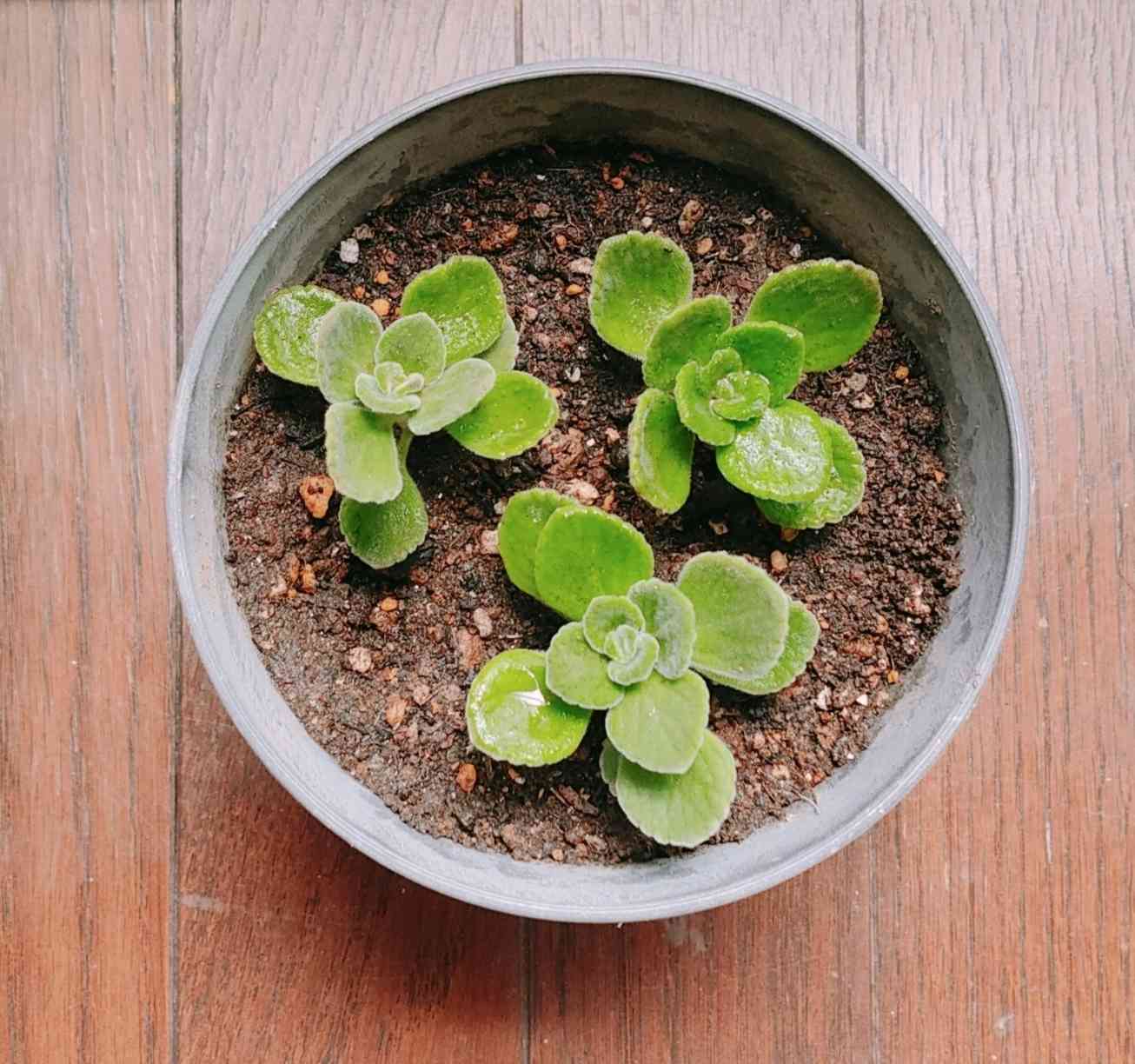 アロマティカスの成長記録｜🍀GreenSnap（グリーンスナップ）