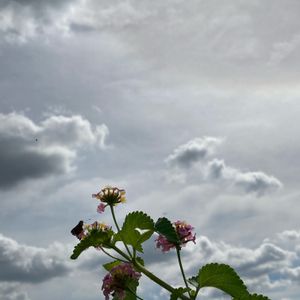 ランタナ,レンガ,空と花,小さな庭の画像