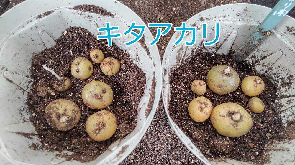 農薬不使用】女早生 里芋 まちがえ 土付き 種イモ
