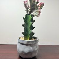 ユーフォルビア マハラジャ,ユーフォルビア・ラクテア,多肉植物,ガーデニング,ボタニカルライフの画像