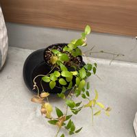 ディスキディアの画像