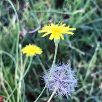 タンポポ,小さなお花,ひっそーり咲いてた♡,黄色のお花,心穏やかにの画像