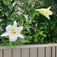 シンテッポウユリ,栽培品,植栽,小さな庭の画像