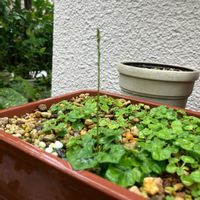 キッコウハグマ,植栽,山野草,小さな庭の画像