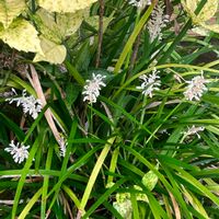 ノシラン,栽培品,植栽,小さな庭の画像