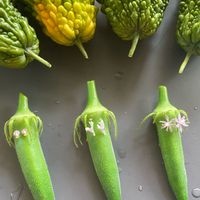 オクラ,ゴーヤ,ホーリーバジル,ツルボ,ヌスビトハギの画像