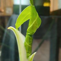セロームホープ,観葉植物,熱帯植物,新葉,植物のある暮らしの画像