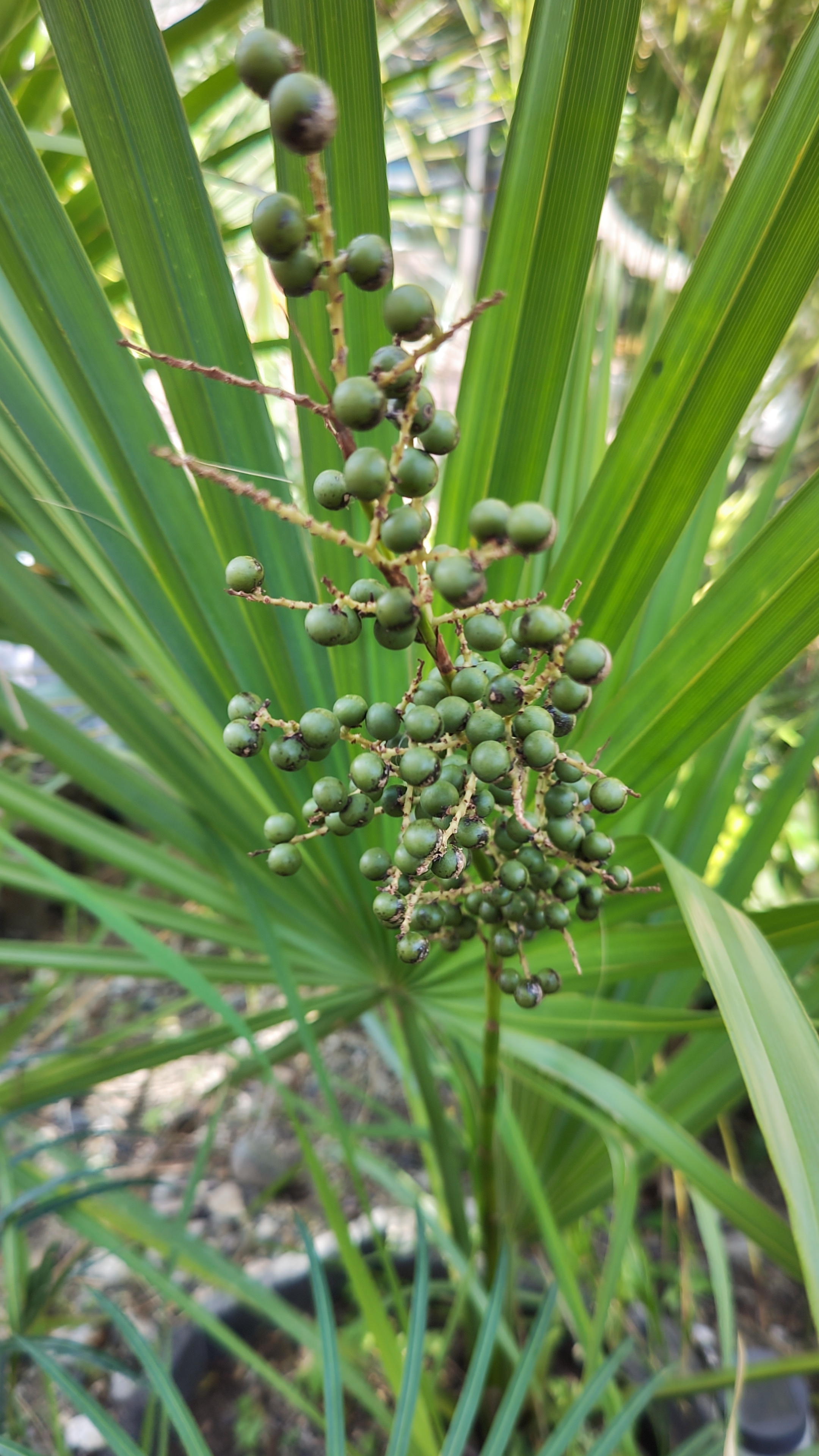 サバルヤシ サバル・ミノール Sabal minor - 植物/観葉植物