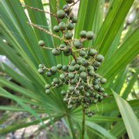 サバルヤシ,ヤシの実,ヤシの木,インドアグリーン,観葉植物の画像