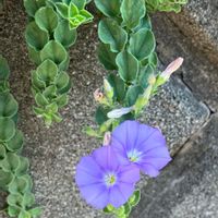 コンボルブルス・サバティウス,コンボルブルス,薄紫色の花,野草,山野草の画像
