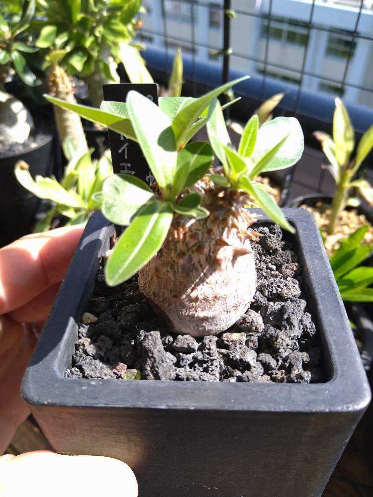 ✿【実生】p.マカイエンセ2020〜｜🍀GreenSnap（グリーンスナップ）