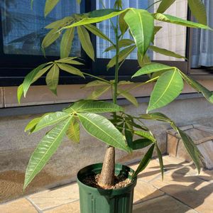 観葉植物,100均,ダイソー, パキラの画像