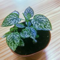 ヒポエステス,ヒポエステス ホワイト,観葉植物,成長記録,福岡の画像