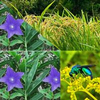 オミナエシ,キキョウ,いね,大青蜂(オオセイボウ),山野草の画像