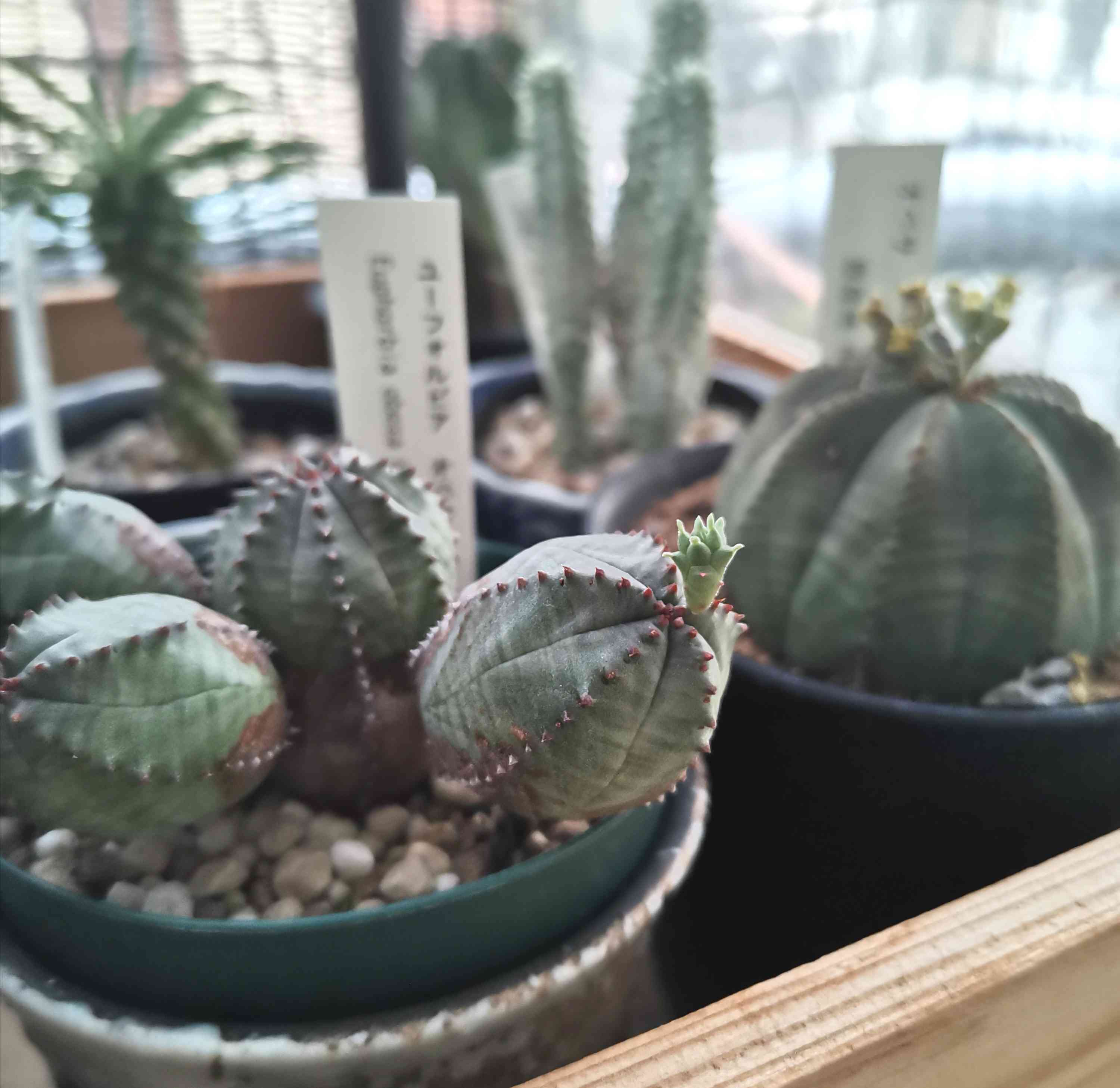 ユーフォルビア オベサ ハイブリッドの一覧|🍀GreenSnap ユーフォルビア オベサ ハイブリッドの一覧|🍀GreenSnap