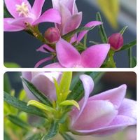 サザンクロス,ピンク色のお花,お花屋さん,サザンクロス♡,お出かけ先の画像