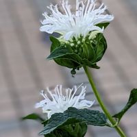 モナルダ,ベルガモット,朝の散歩道,白いお花,꒰ღ˘◡˘ற꒱かわゅ~の画像
