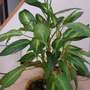 ディフェンバキア,100均観葉植物,インテリアの画像