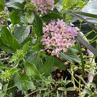 ペンタス,ペンタス・ブルー,ハゴロモジャスミン,寄せ植え,パープル系の画像