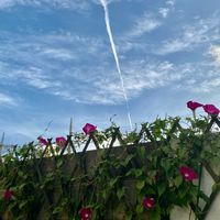 アサガオ,可愛い〜♡,元気！,涼しげ,飛行機雲の画像