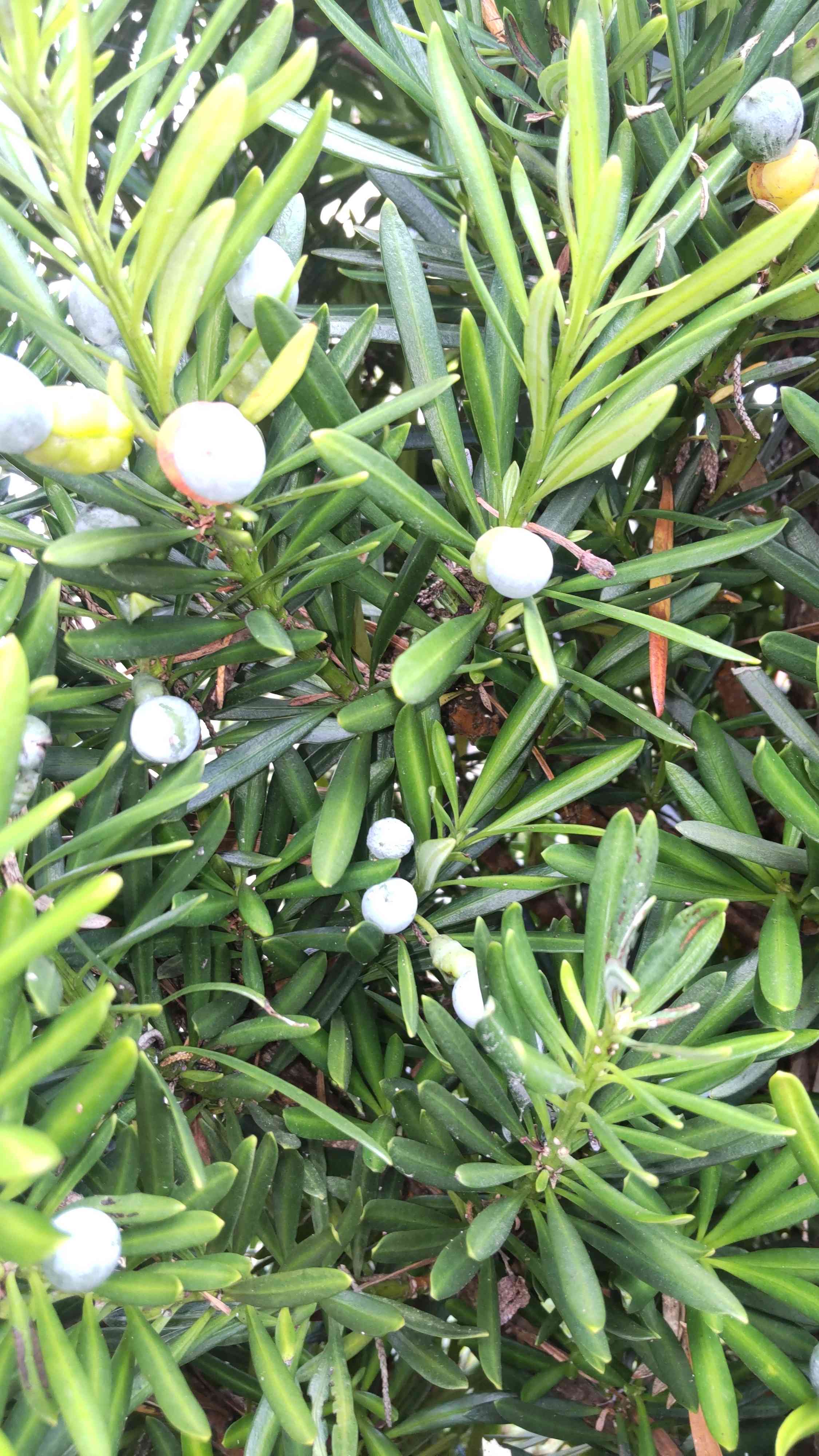 マキの木の一覧｜🍀GreenSnap（グリーンスナップ）