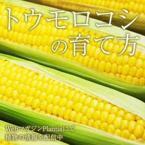 ガーデニング,夏野菜,植物のある暮らし,肥料,ハイポネックスの画像