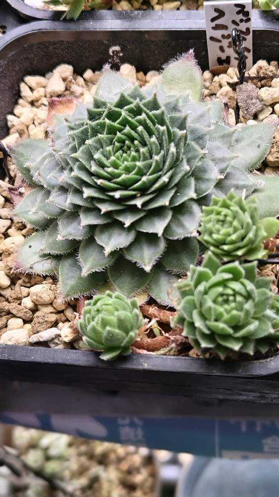 センペルNo.17 Pacific Hazy Embers（ﾊﾟｼﾌｨｯｸﾍｲｼﾞｰｴﾝﾊﾞｰｽ