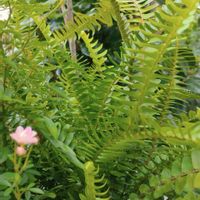 タマシダ,シダ,観葉植物,シダ植物,熱帯植物の画像