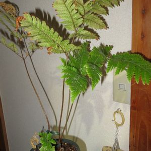 カツモウイノデ,観葉植物,シダ植物,インテリアグリーン,珍奇植物の画像